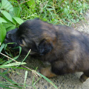 moko
