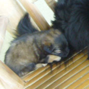 moko