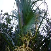 Nỏ