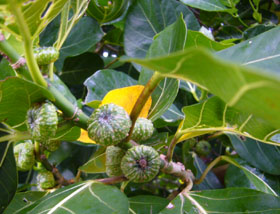 noni